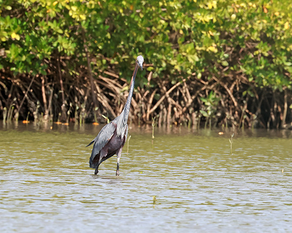 Goliath heron